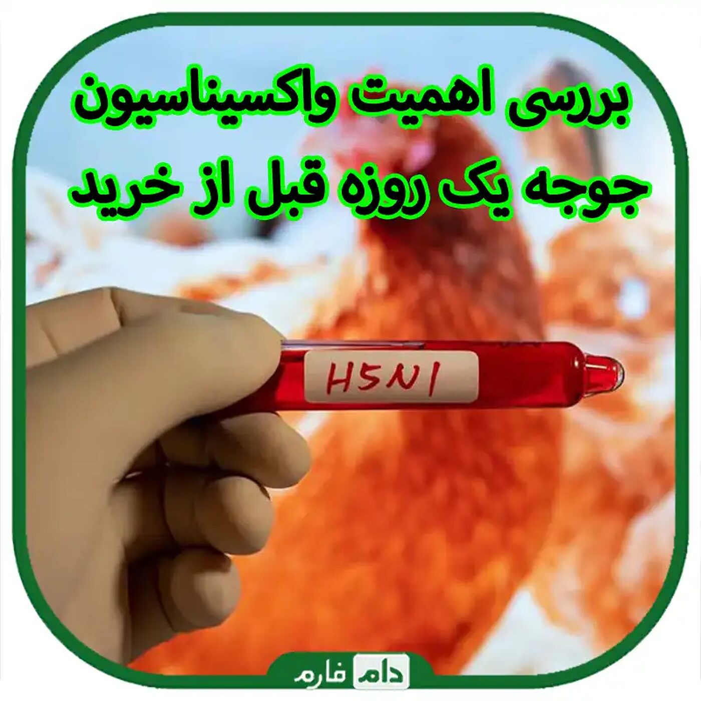 بررسی_اهمیت_واکسیناسیون_جوجه_یک_روزه_قبل_از_خرید