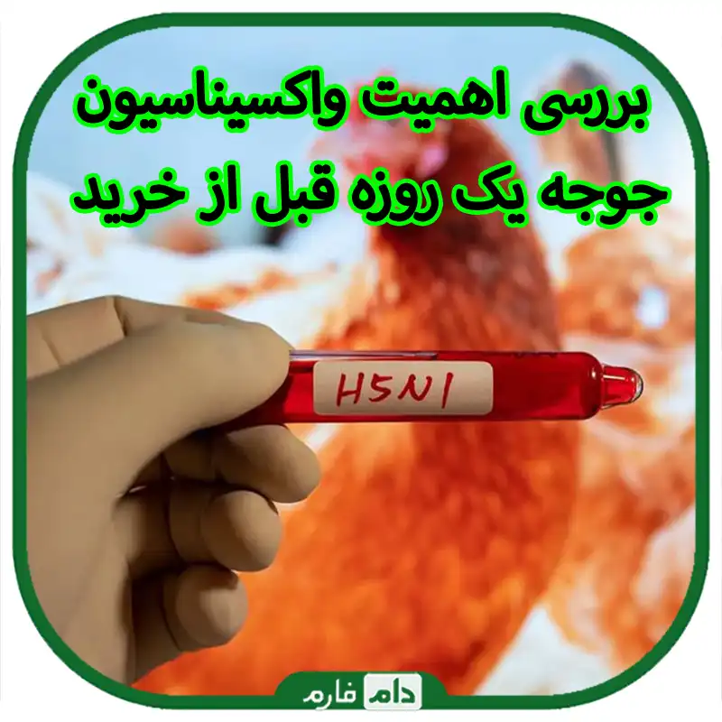 بررسی_اهمیت_واکسیناسیون_جوجه_یک_روزه_قبل_از_خرید