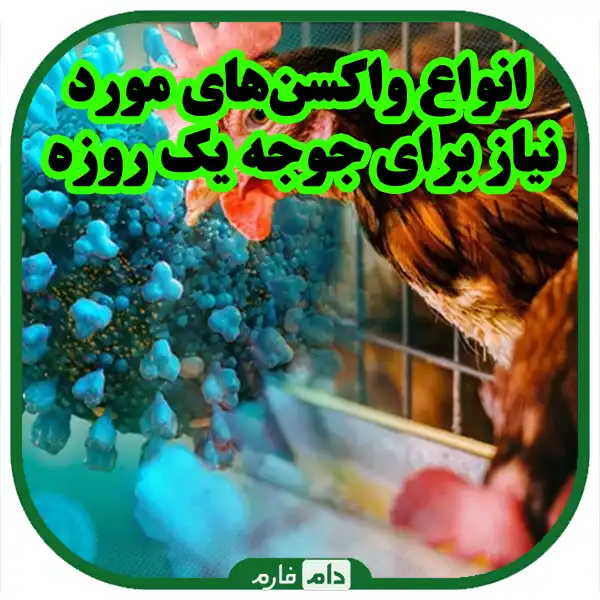 Important-check-and-oxination-of-the-chicken-one-day-before-buying