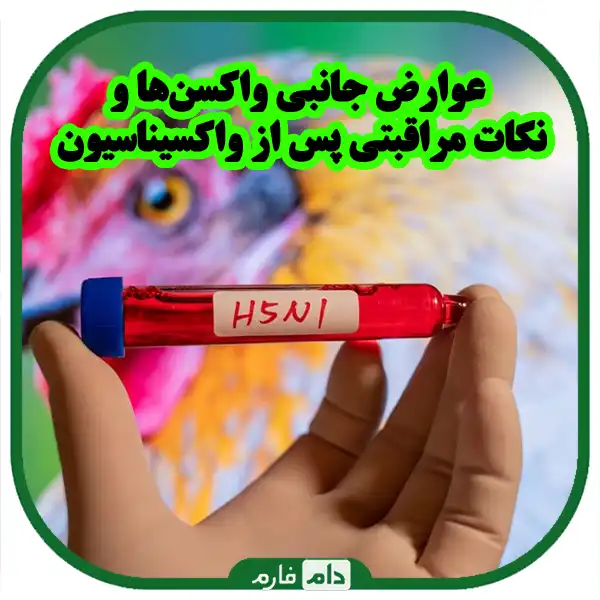 Important-check-and-oxination-of-the-chicken-one-day-before-buying