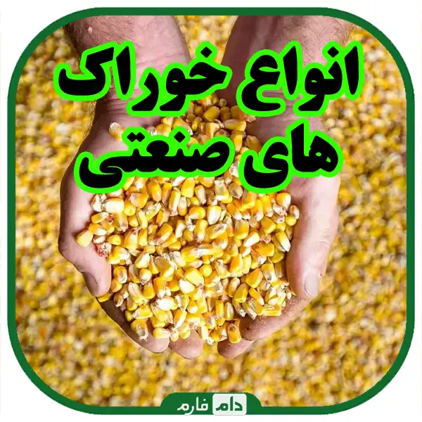 Key-points-in-feeding-day-old-chickens-with-industrial-and-local-feeds