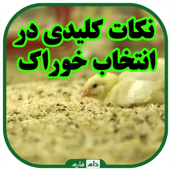 Key-points-in-feeding-day-old-chickens-with-industrial-and-local-feeds