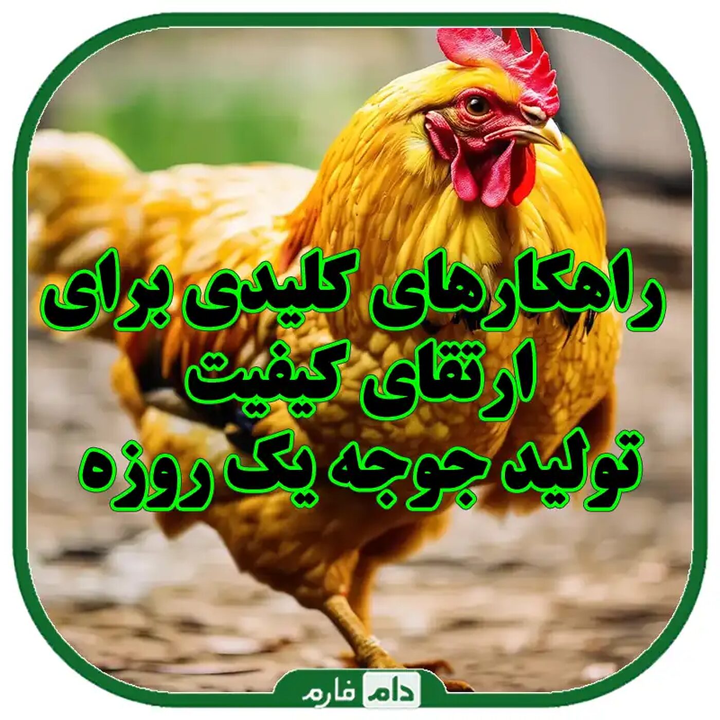 راهکارهای_کلیدی_برای_ارتقای_کیفیت_تولید_جوجه_یک_روزه