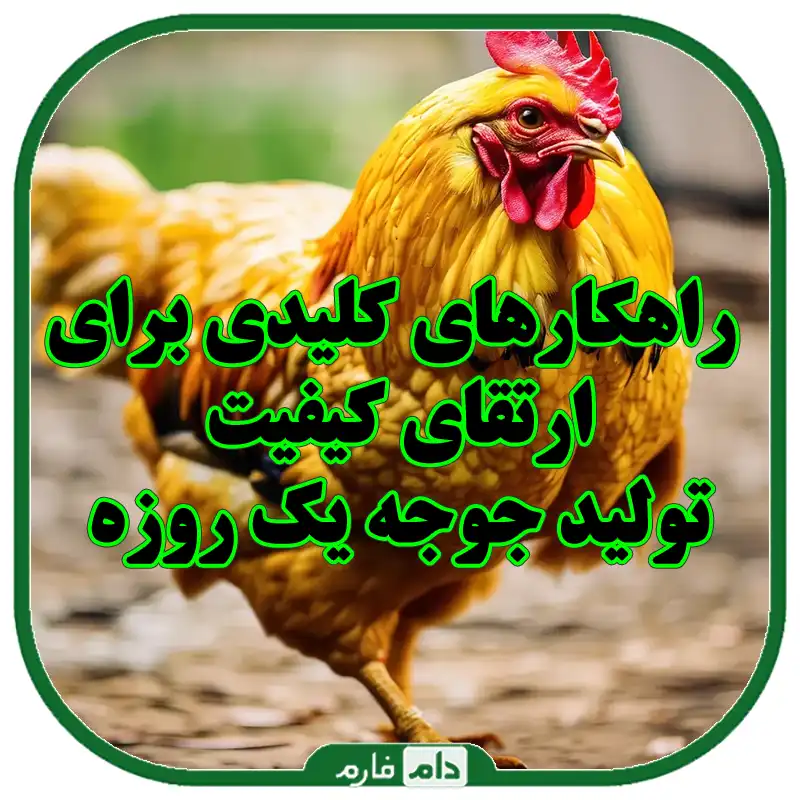 راهکارهای_کلیدی_برای_ارتقای_کیفیت_تولید_جوجه_یک_روزه