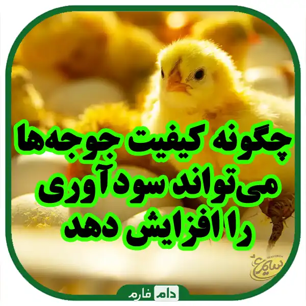 Key-strategies-to-improve-the-quality-of-day-old-chicken-production