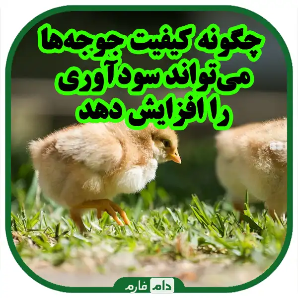 Key-strategies-to-improve-the-quality-of-day-old-chicken-production