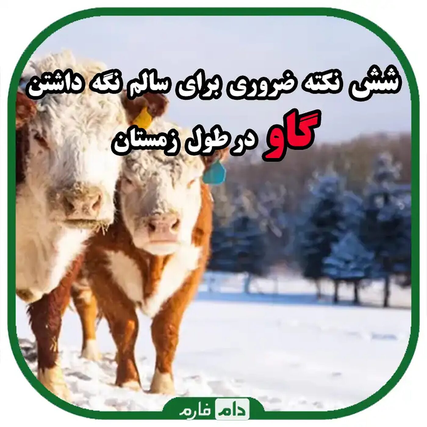6_نکته_ضروری_برای_سالم_نگه_داشتن_گاو_در_طول_زمستان