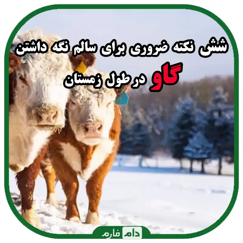6_نکته_ضروری_برای_سالم_نگه_داشتن_گاو_در_طول_زمستان