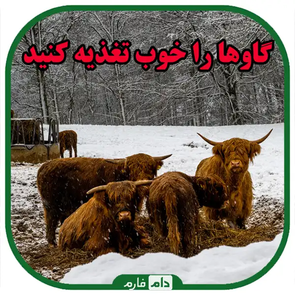 6-essential-tips-to-keep-cows-healthy-during-winter