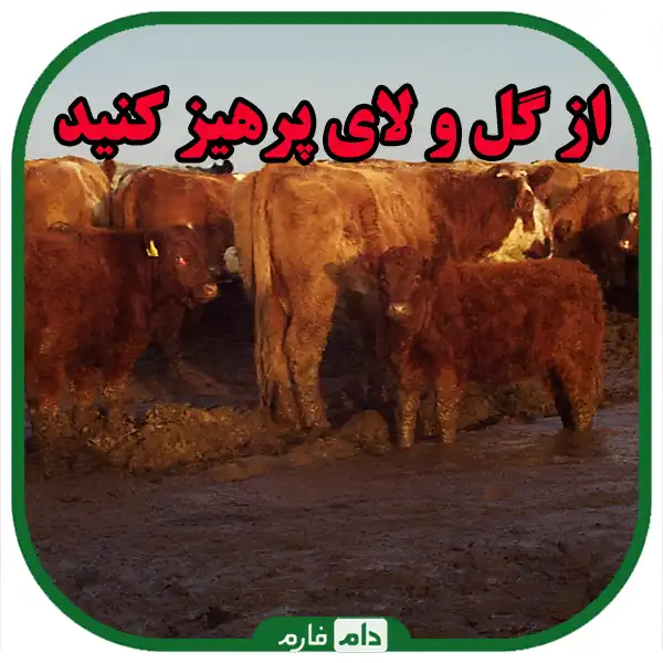 6-essential-tips-to-keep-cows-healthy-during-winter