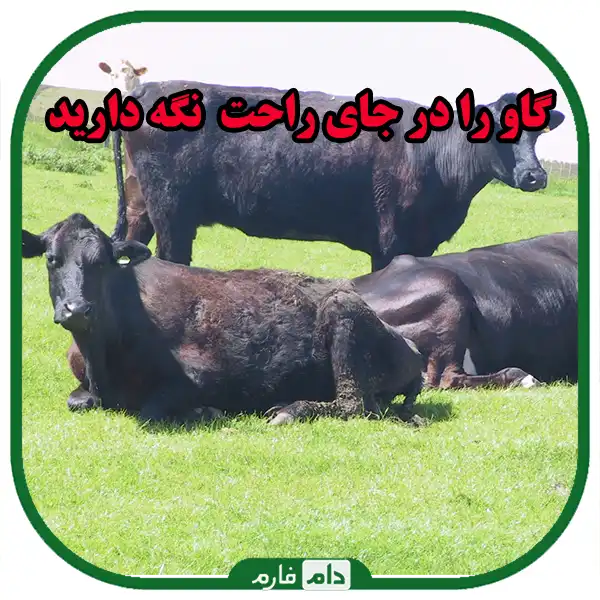 6-essential-tips-to-keep-cows-healthy-during-winter