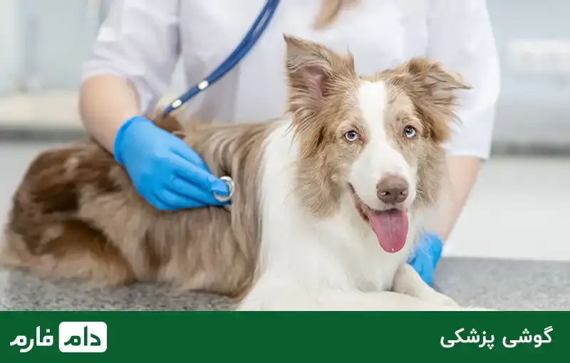 veterinary-equipment-10-supplies-and-tools-needed-for-veterinary-medicine