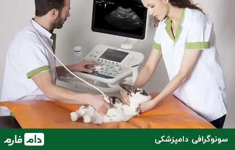 veterinary-equipment-10-supplies-and-tools-needed-for-veterinary-medicine