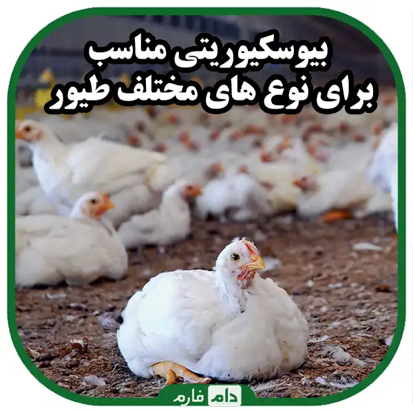 The-main-biological-safety-measures-in-poultry-farming