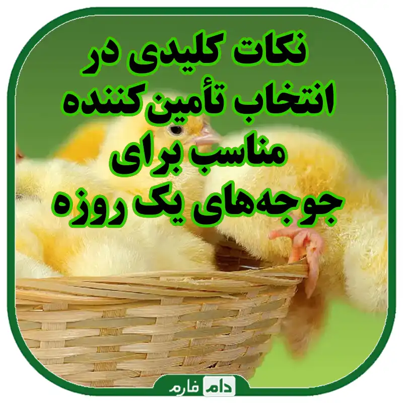 نکات_کلیدی_در_انتخاب_تامین_کننده_مناسب_برای_جوجه_های_یک_روزه