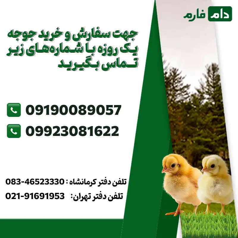 Key-points-in-choosing-the-right-supplier-for-day-old-chicks