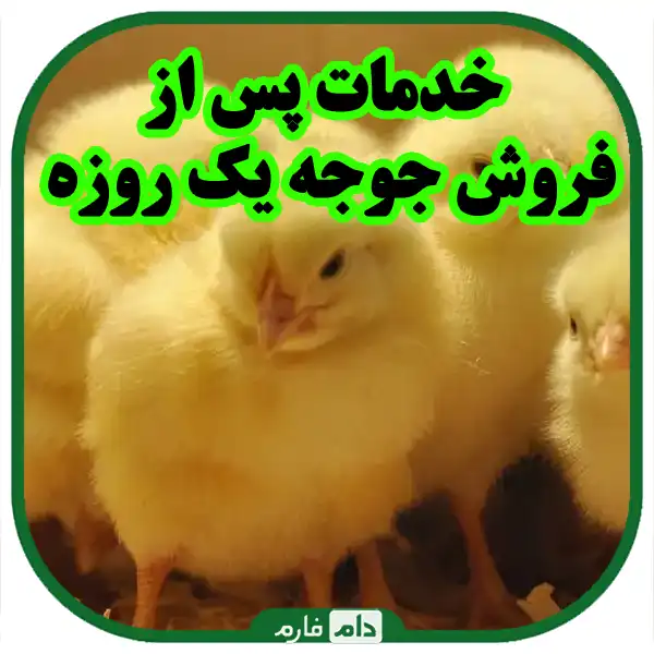 Key-points-in-choosing-the-right-supplier-for-day-old-chicks