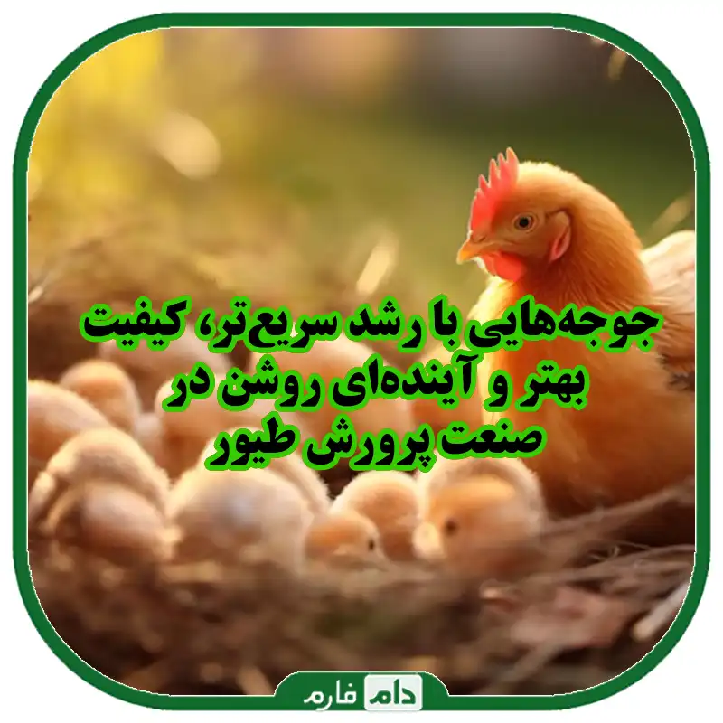 تاثیرات_تغییرات_ژنتیکی_بر_رشد_سریع_جوجه_یک_روزه