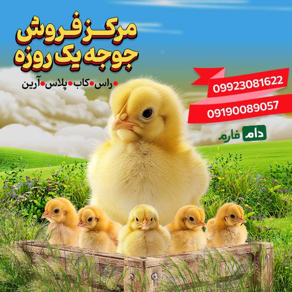 How-to-buy-organic-day-old-chicks