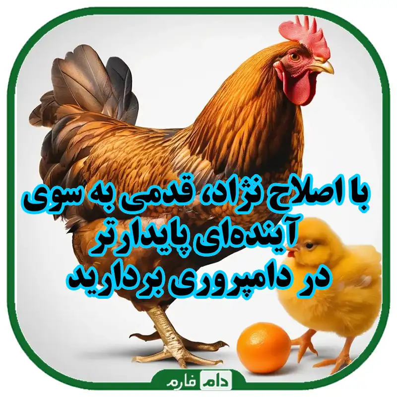 بهینه‌سازی_مصرف_دان_با_اصلاح_نژاد_راهکارهای_عملی_و_مؤثر