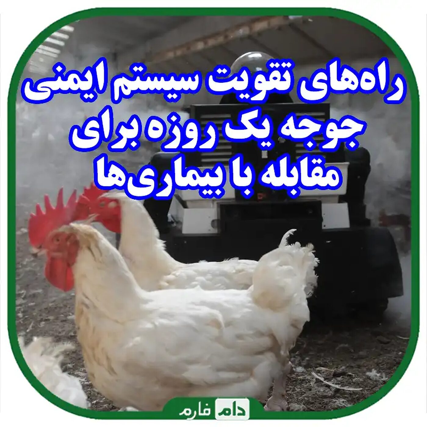 راه‌های_تقویت_سیستم_ایمنی_جوجه_یک_روزه_برای_مقابله_با_بیماری‌ها