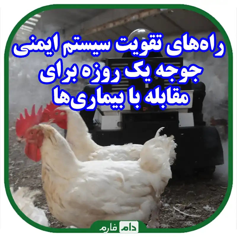 راه‌های_تقویت_سیستم_ایمنی_جوجه_یک_روزه_برای_مقابله_با_بیماری‌ها