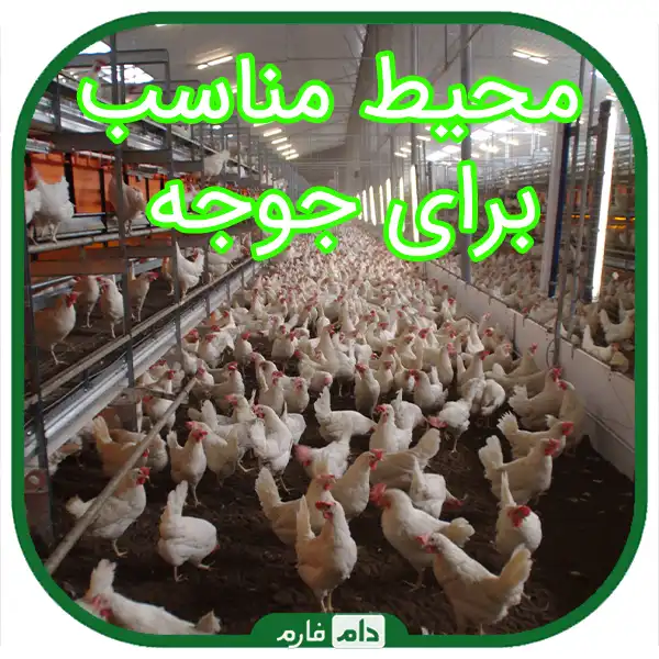 Ways-to-strengthen-the-immune-system-of-day-old-chicks-to-fight-diseases