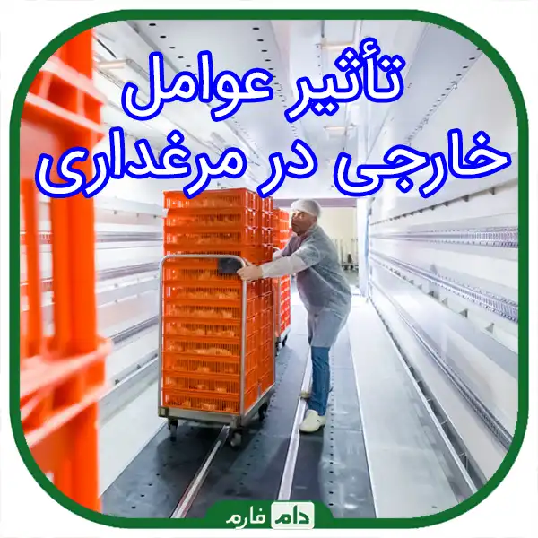 Ways-to-strengthen-the-immune-system-of-day-old-chicks-to-fight-diseases