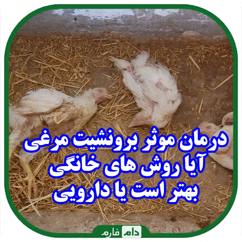 تفاوت_درمان_خانگی_برونشیت_مرغی_با_دارویی