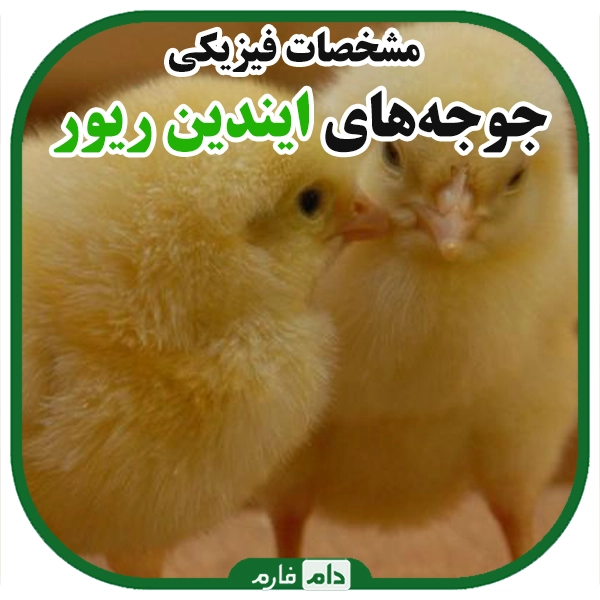 Indian-River-chickens