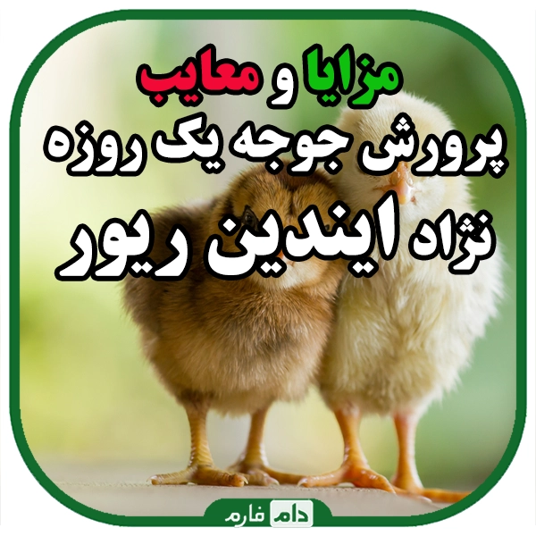 Indian-River-chickens