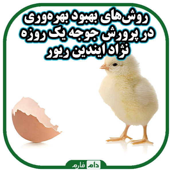 Indian-River-chickens