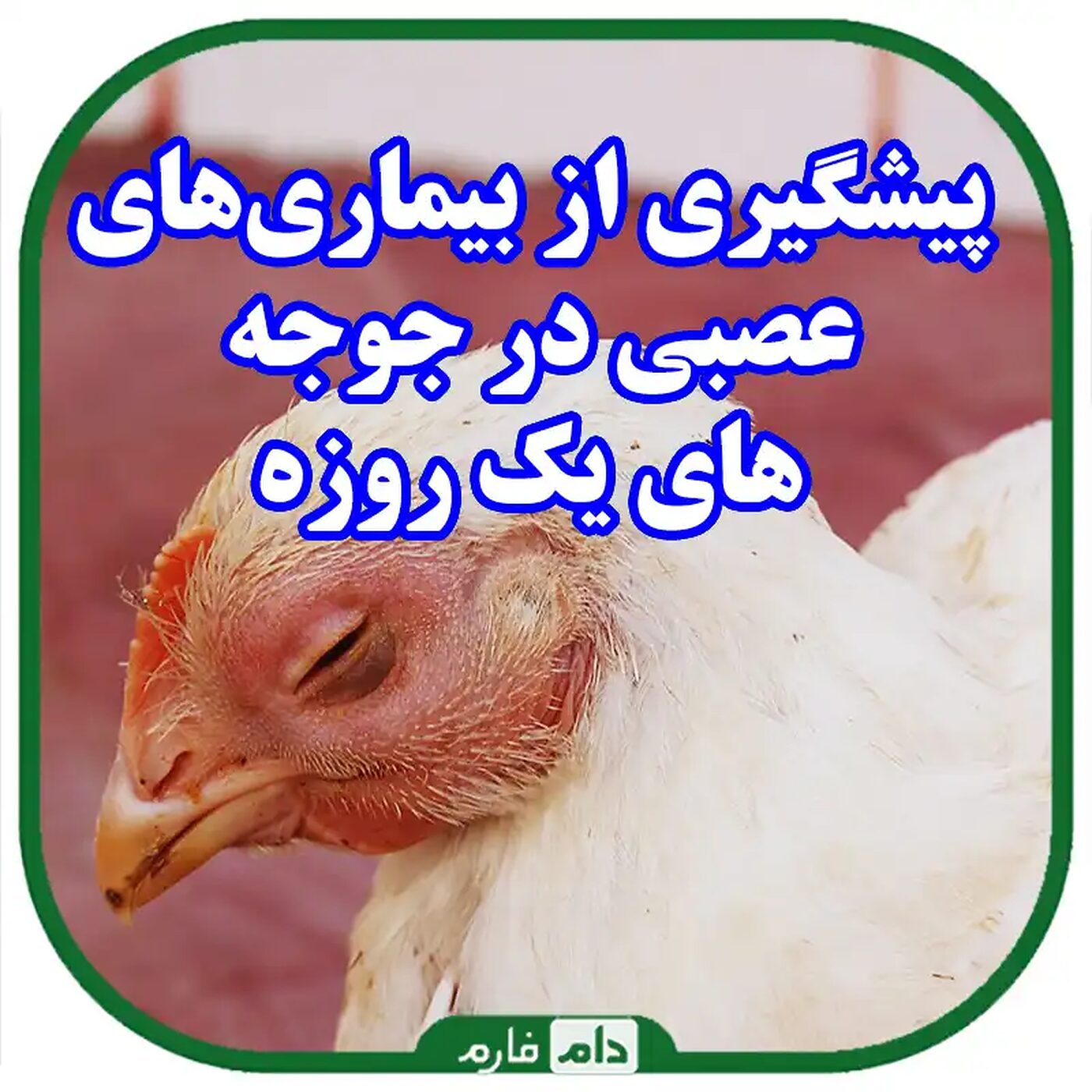 راهنمای_جامع_پیشگیری_از_بیماری‌های_عصبی_در_جوجه‌های_یک_روزه