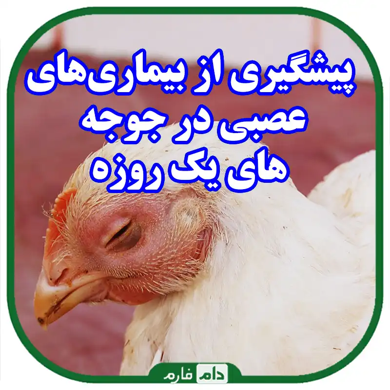 راهنمای_جامع_پیشگیری_از_بیماری‌های_عصبی_در_جوجه‌های_یک_روزه