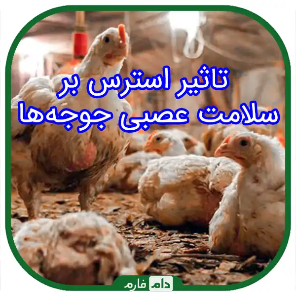 A-comprehensive-guide-to-neurological-diseases-in-day-old-chicks