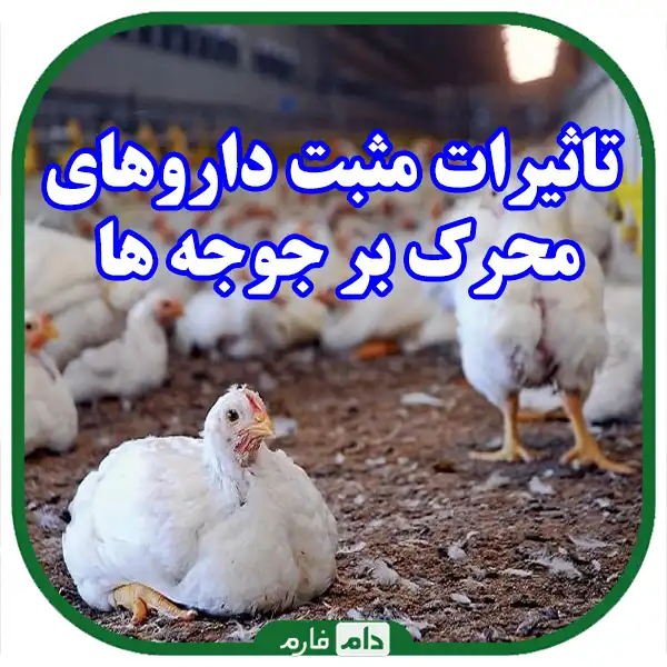 The-effect-of-stimulant-drugs-on-egg-production-and-performance-of-laying-hens