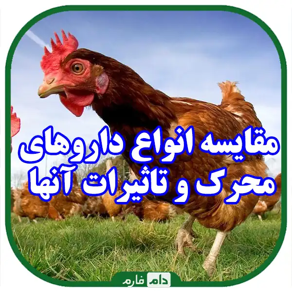 The-effect-of-stimulant-drugs-on-egg-production-and-performance-of-laying-hens