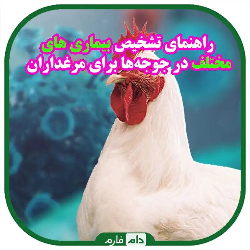 راهنمای_جامع_تشخیص_و_مدیریت_بیماری_طیور