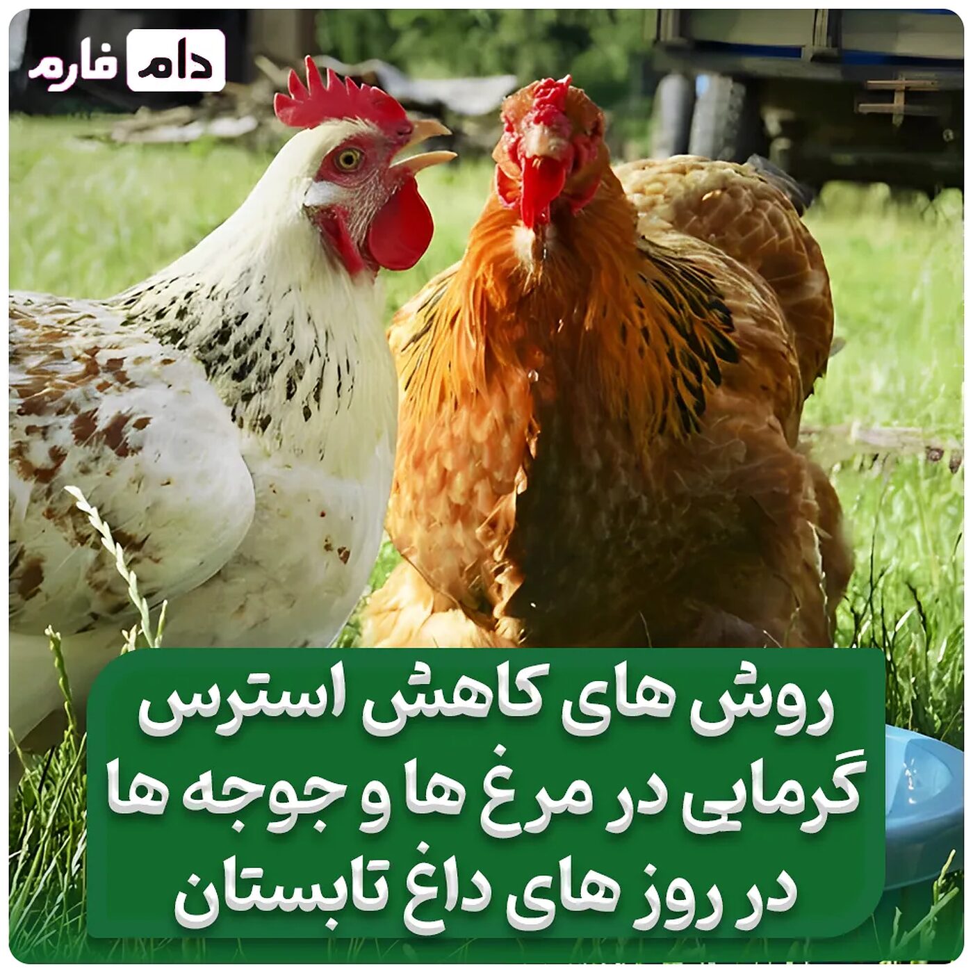 روش_های_کاهش_استرس_گرمایی_در_مرغ‌ها_و_جوجه‌ها_در_روزهای_داغ_تابستان