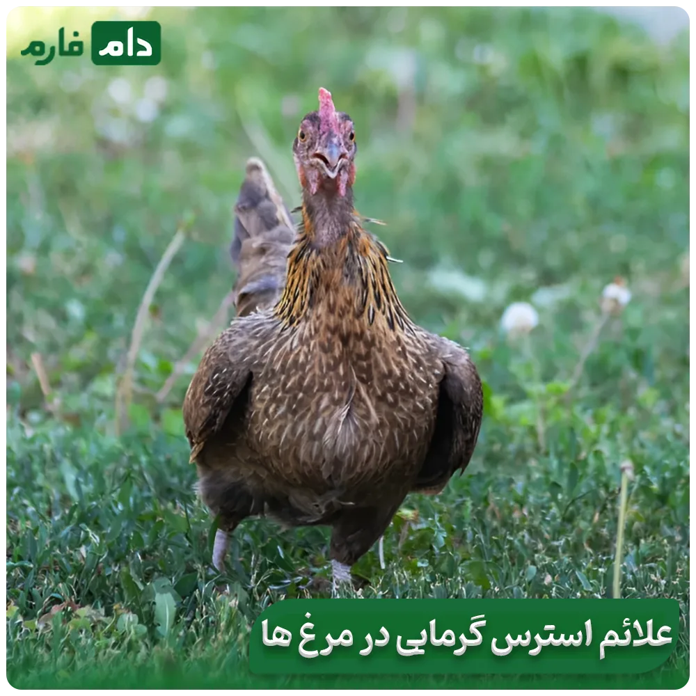 Methods-to-reduce-heat-stress-in-chickens-and-chicks-on-hot-summer-days