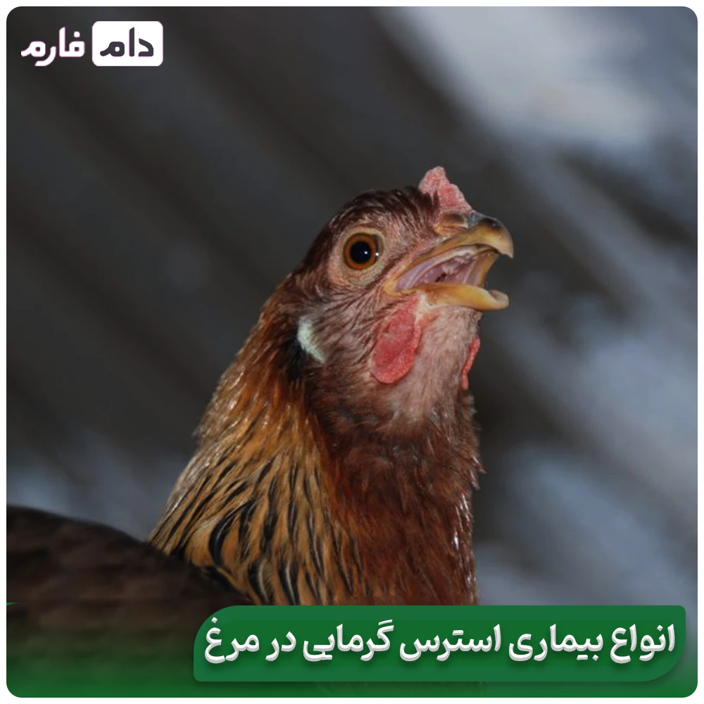 Methods-to-reduce-heat-stress-in-chickens-and-chicks-on-hot-summer-days