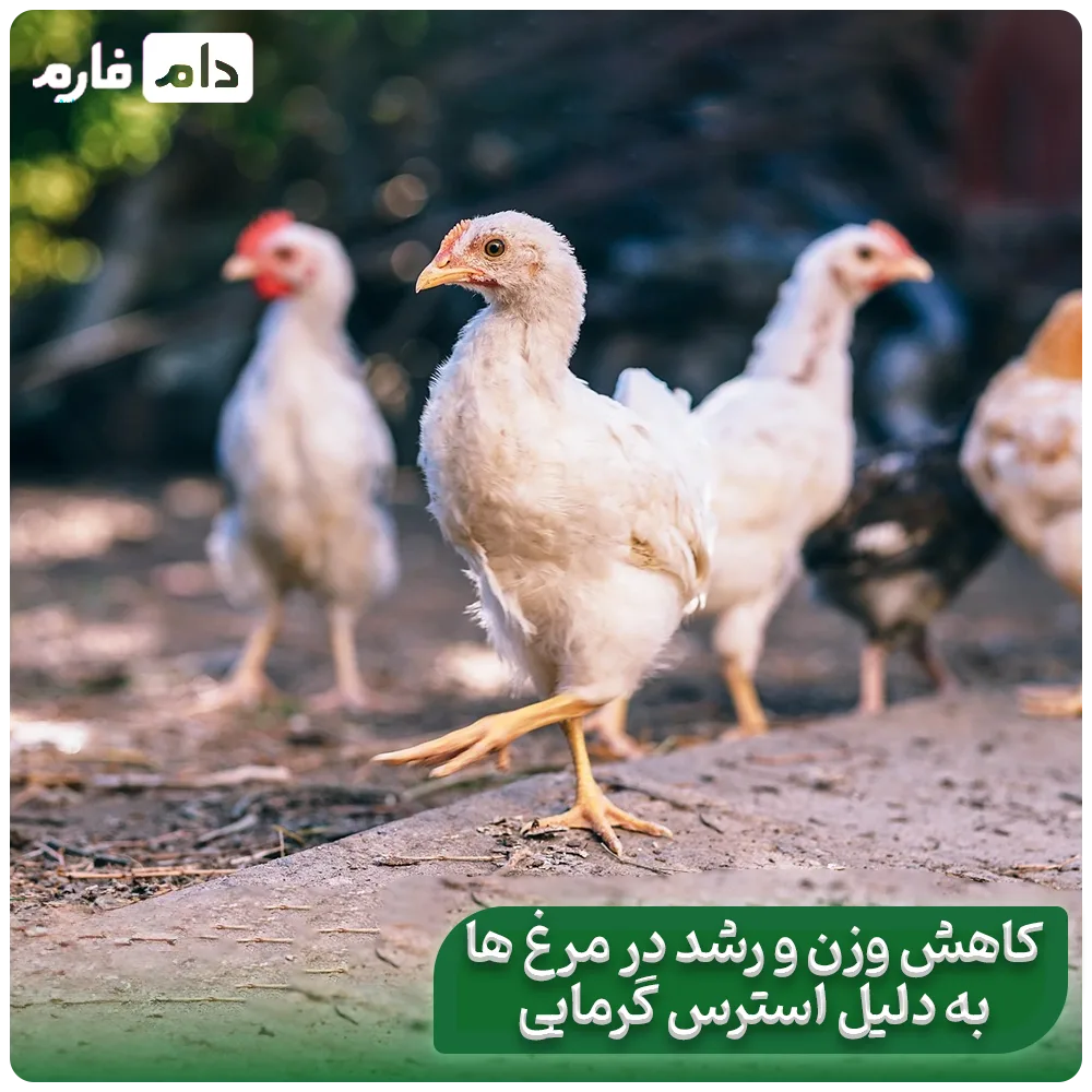 Methods-to-reduce-heat-stress-in-chickens-and-chicks-on-hot-summer-days
