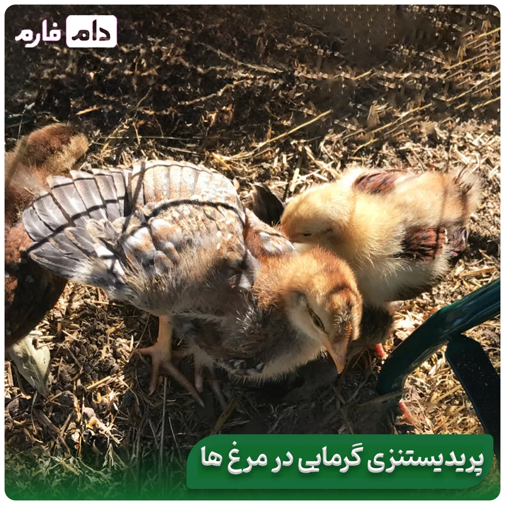 Methods-to-reduce-heat-stress-in-chickens-and-chicks-on-hot-summer-days