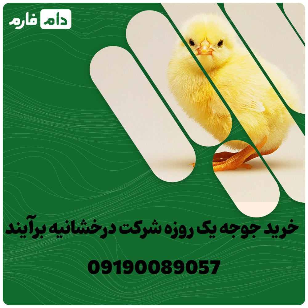 خرید_جوجه_یک_روزه_شرکت_درخشانیه_برآیند_09190089057