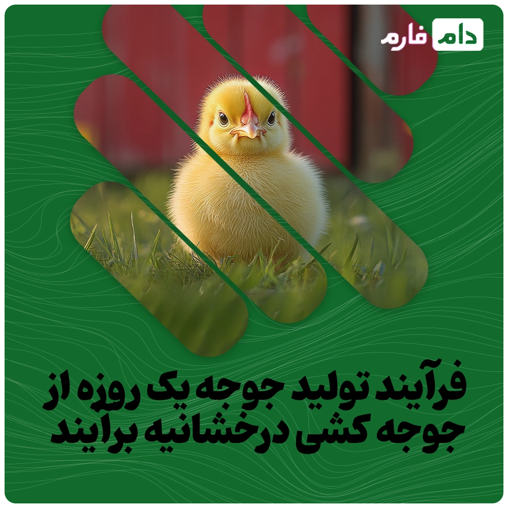 Buying-one-day-old-chicks-from-Derakhanieh-Barayan-Company