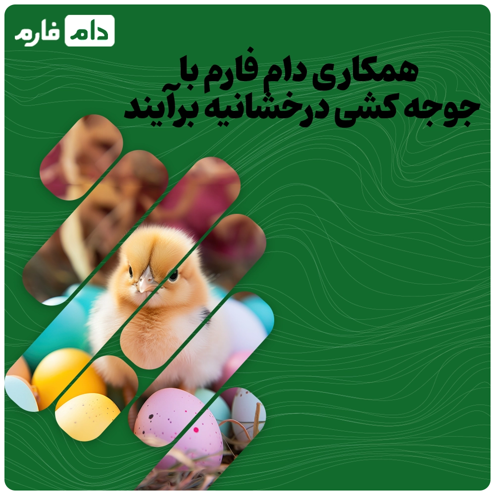 Buying-one-day-old-chicks-from-Derakhanieh-Barayan-Company