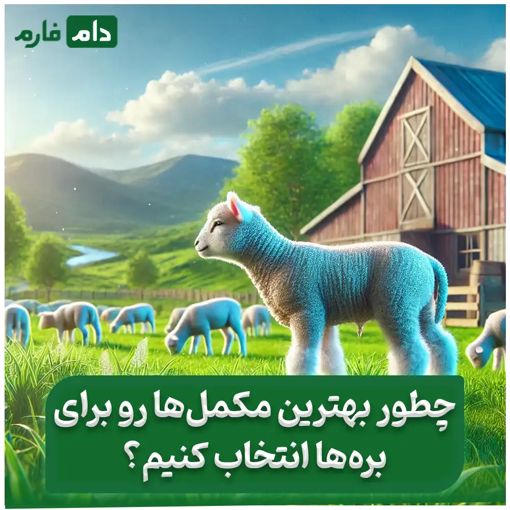 The-best-supplement-for-growing-lambs-:-a-simple-guide-to-growing-lambs-faster