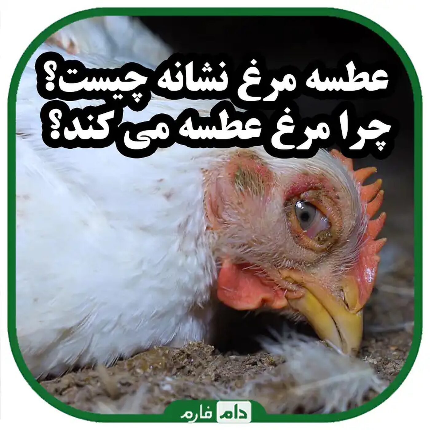 چرا_مرغ_ها_و_جوجه_ها_عطسه_می_کنند_و_چگونه_پیشگیری_کنیم؟_