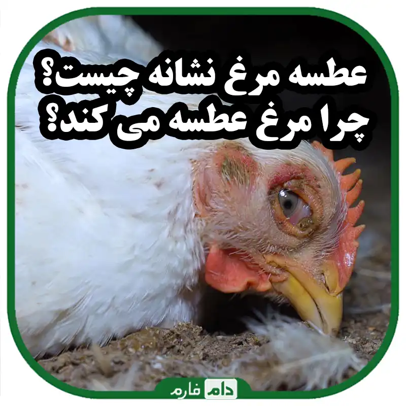 چرا_مرغ_ها_و_جوجه_ها_عطسه_می_کنند_و_چگونه_پیشگیری_کنیم؟_