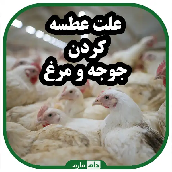 Why-do-chickens-and-chickens-sneeze-and-how-do-we-become